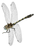 Libelulle, dragonfly